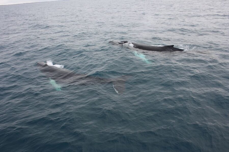 Reykjavik: Whale Watching Excursion & Whale Exhibition - Timing and Flexibility: How the Open Museum Ticket Works