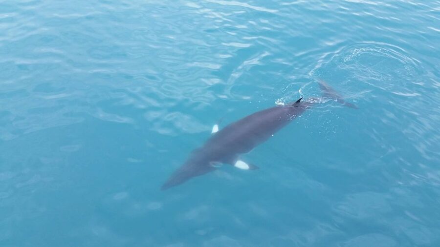 Reykjavik: Whale Watching Excursion & Whale Exhibition - Price and Value: Is This $160 Ticket Worth It?