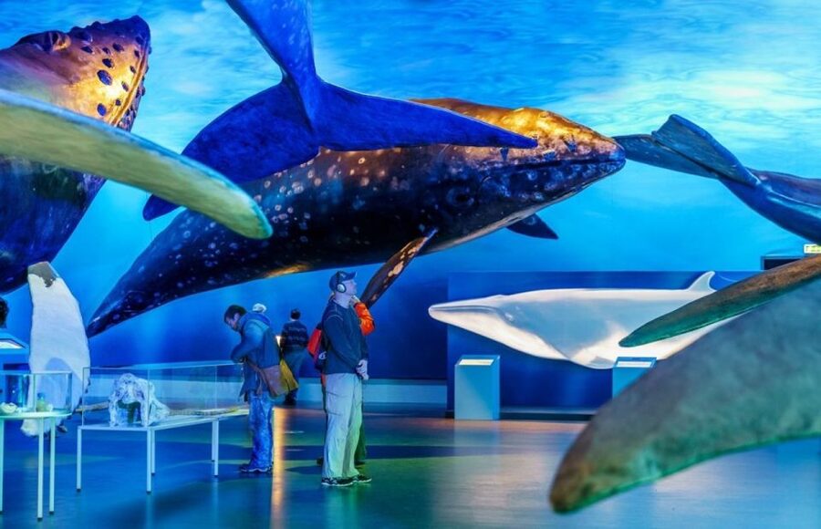 Reykjavik: Whale Watching Excursion & Whale Exhibition - Getting Oriented at Geirsgata 11, Then Head to the Harbor