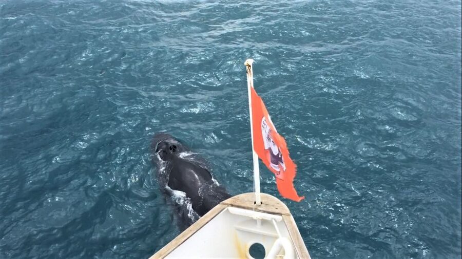 Reykjavik: Whale Watching in Faxaflói Bay & Live Lava Show - Key points before you go