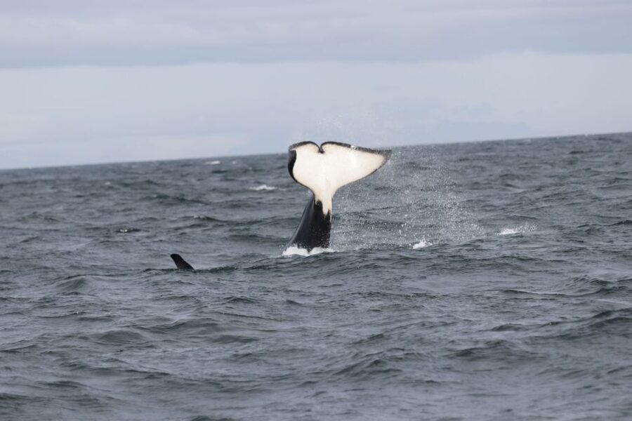 Reykjavik: Whale Watching in Faxaflói Bay & Live Lava Show - Why This Reykjavik Combo Works: Whales at Sea and Lava Indoors