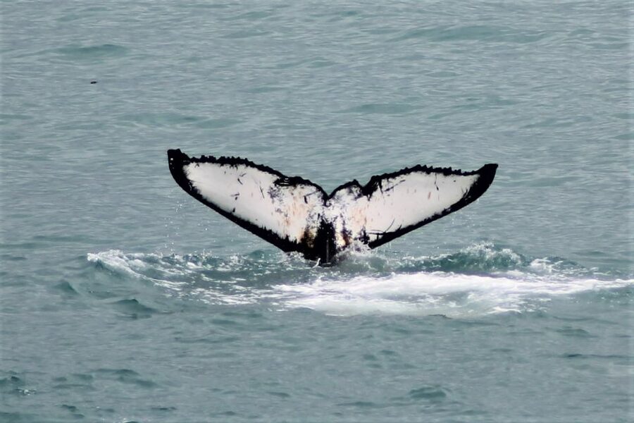 Reykjavik: Whale Watching in Faxaflói Bay & Live Lava Show - The 3-Hour Whale Search in Faxaflói Bay