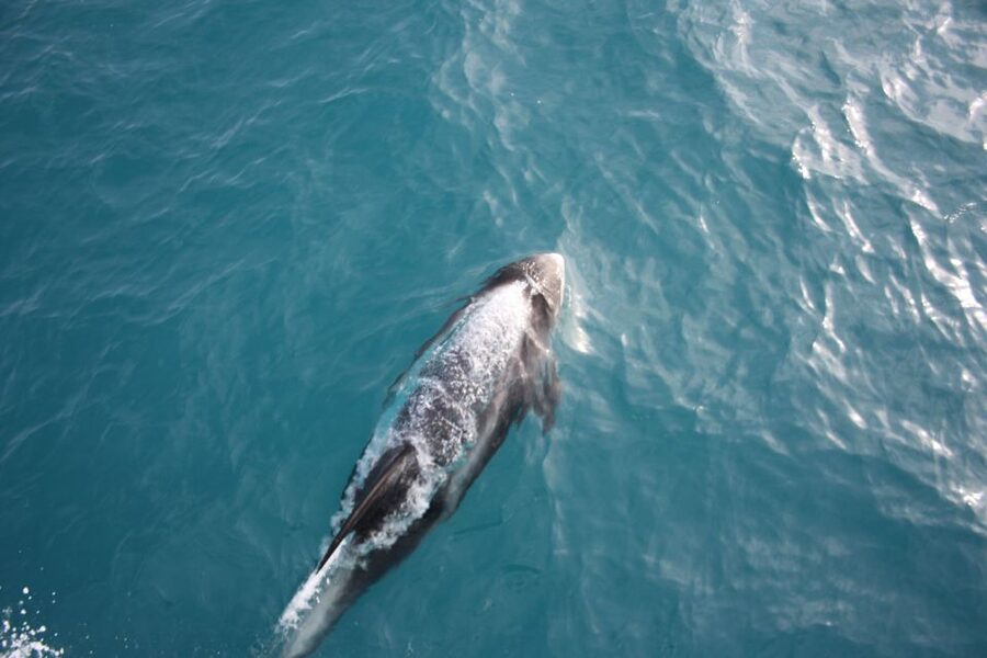 Reykjavik: Whale Watching in Faxaflói Bay & Live Lava Show - Meeting at Geirsgata 11, Then Heads Out From Old Harbour