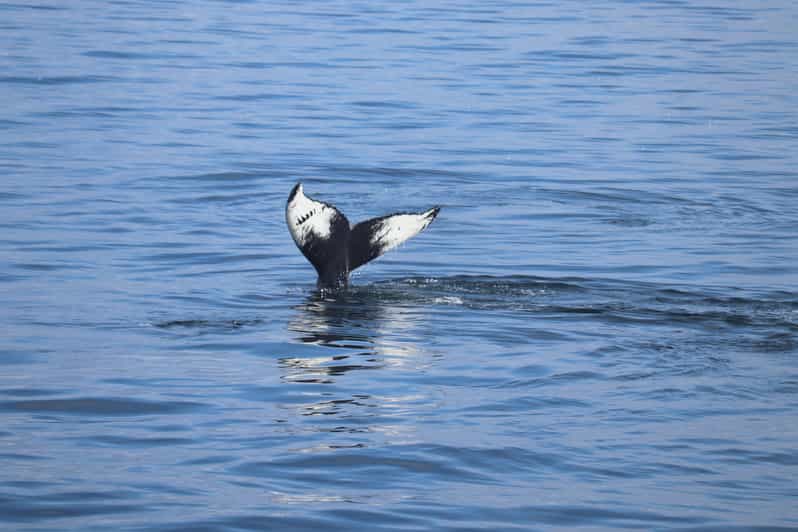 Reykjavik: Whale Watching Morning Expedition - Key highlights worth planning around