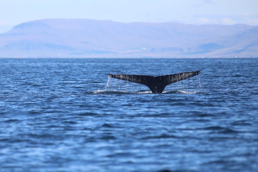 Reykjavik: Whale Watching Morning Expedition - Who this whale watching morning expedition suits best