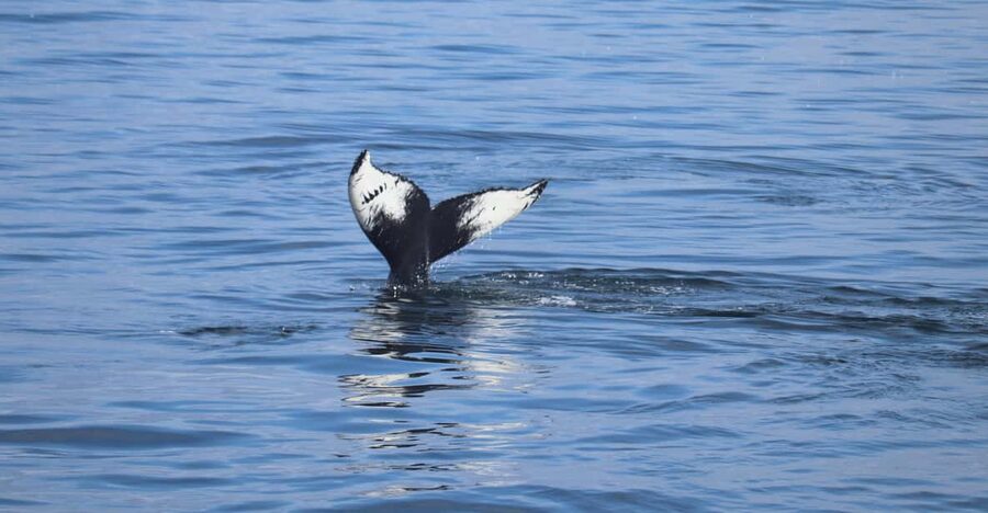 Reykjavik: Whale Watching Morning Expedition - Reykjavik’s Old Harbour Morning Run: the simple way to see whales