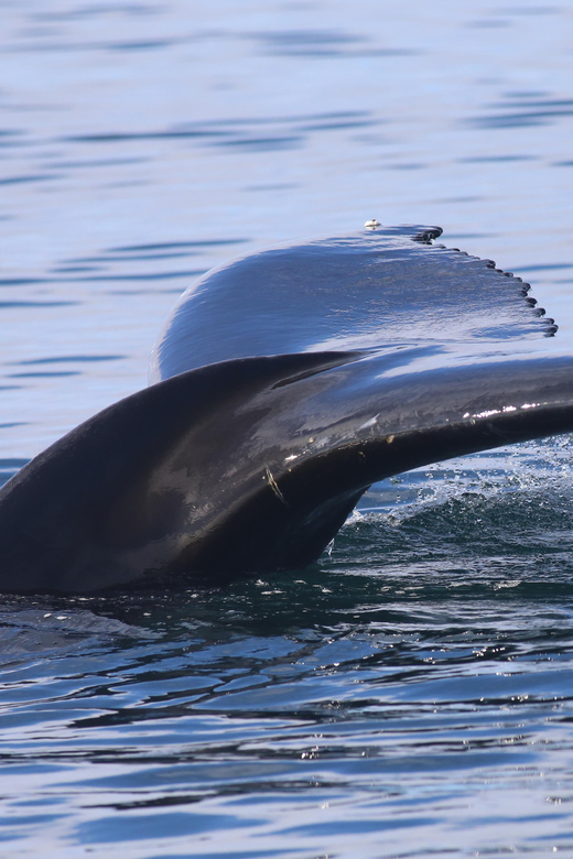 Reykjavik: Whale Watching Morning Expedition - 2.5 hours in Faxaflói Bay: what to watch for and how to think about it