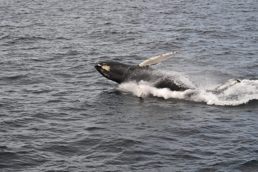 Reykjavik: Whale Watching Morning Expedition - The “second chance” safety net if sightings are slow
