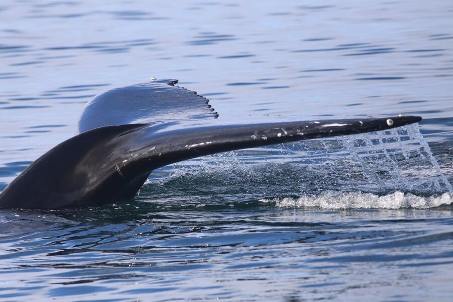 Reykjavik: Whale Watching Morning Expedition - Timing and pacing: what your morning feels like step-by-step