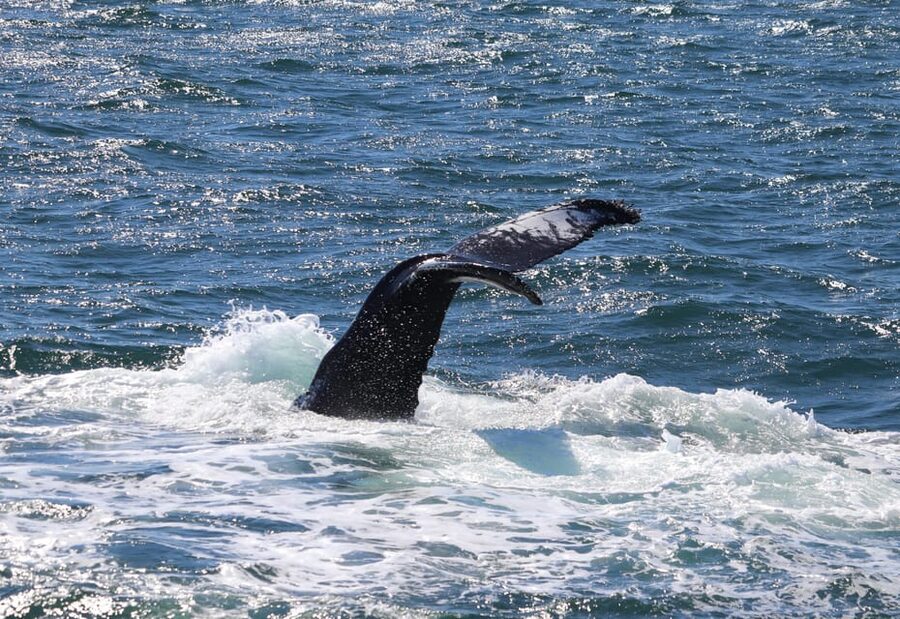 Reykjavik: Whale Watching Morning Expedition - Wildlife plus birds: why the overhead action is worth your attention