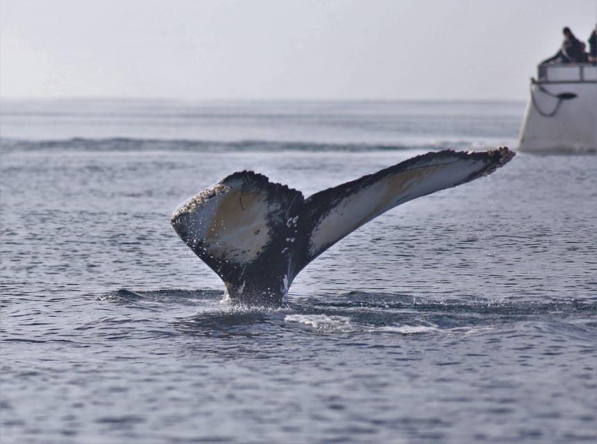 Reykjavik: Whale Watching Morning Expedition - What’s included, what’s not, and how to plan your budget