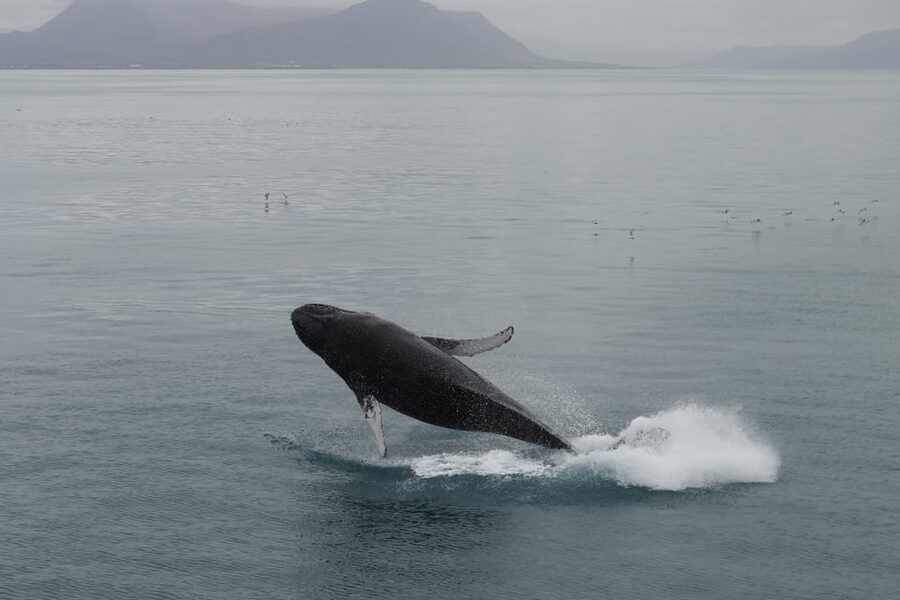 Reykjavik: Whale Watching Morning Expedition - What to bring so you feel prepared on day one