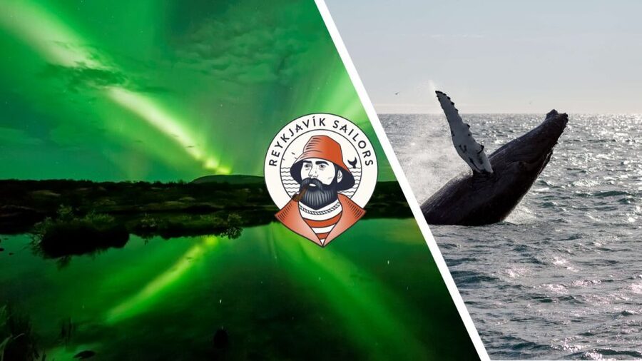 Reykjavik: Whale Watching & Northern Lights Combo Cruise - Day Cruise in Faxaflói Bay: Your Best Odds at Whales and Dolphins
