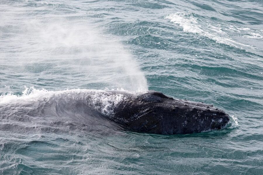 Reykjavik: Whale Watching & Northern Lights Combo Cruise - The Reykjavik Break in Between: Why This Gap Can Help