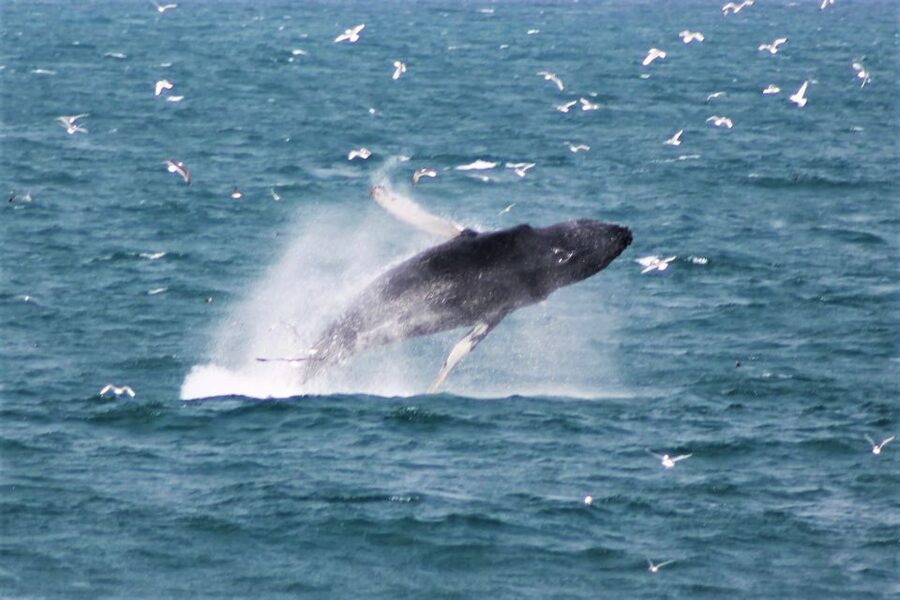 Reykjavik: Whale Watching & Northern Lights Combo Cruise - Northern Lights at Sea: Heated Bar, Warm Overalls, and Real Patience