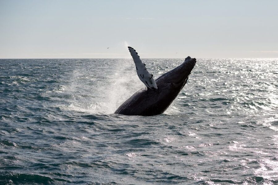 Reykjavik: Whale Watching & Northern Lights Combo Cruise - Comfort and Safety: Overalls, Seasickness Tablets, and Indoors That Matter