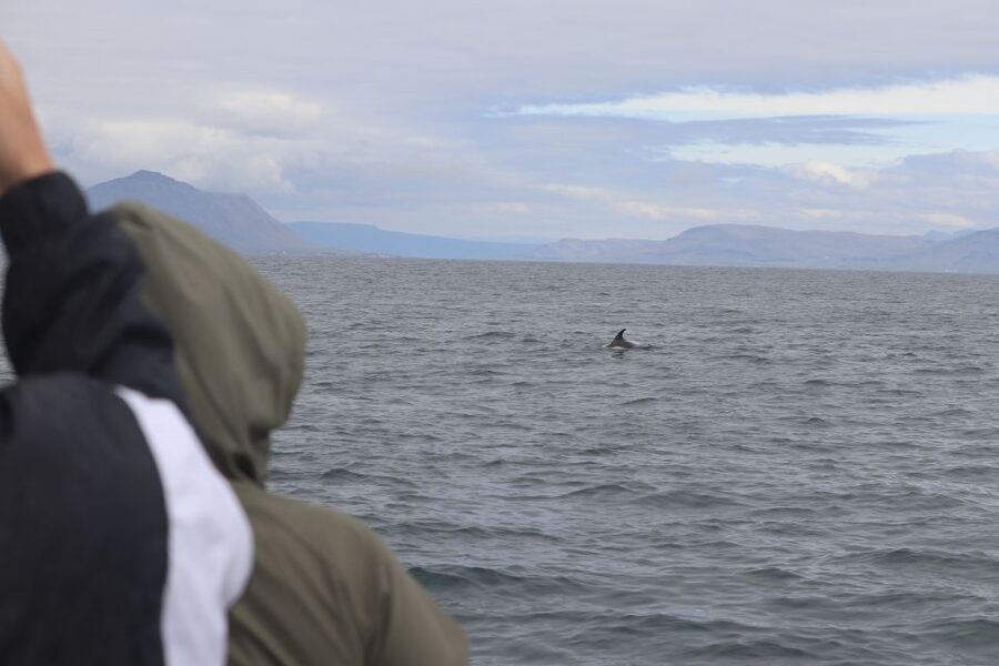 Reykjavik: Whale Watching & Northern Lights Combo Cruise - What the Wildlife Spotting Actually Feels Like