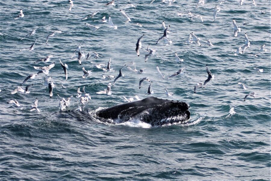 Reykjavik: Whale Watching & Northern Lights Combo Cruise - How Much Value Is $205, Really?