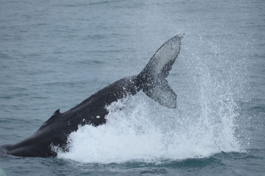 Reykjavik: Whale Watching & Northern Lights Combo Cruise - Getting There: Geirsgata 11 Check-In and a Smooth Start