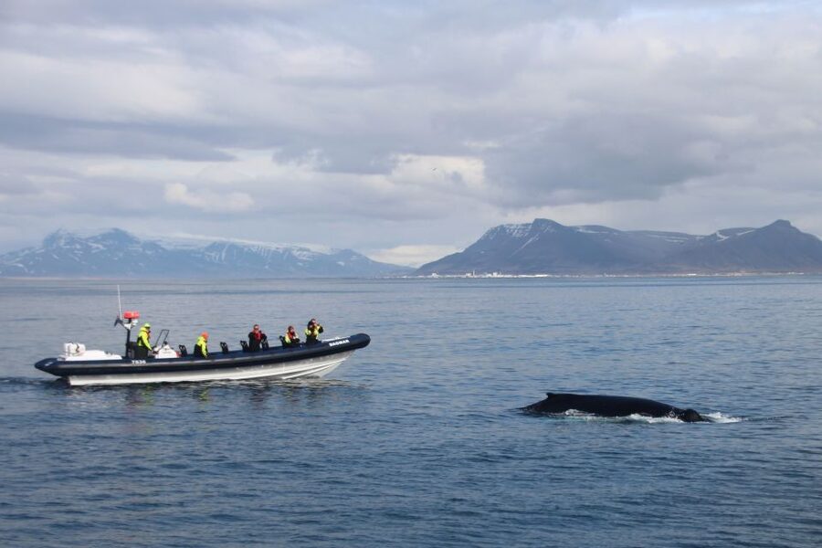 Reykjavik: Whale Watching Tour by RIB Boat - Key things to know before you go