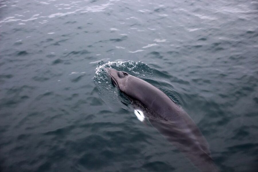 Reykjavik: Whale Watching Tour by RIB Boat - Practical tips to make the most of your 2 hours