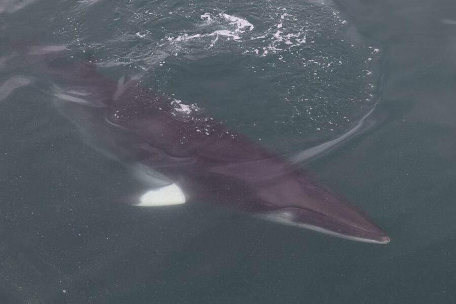 Reykjavik: Whale Watching Tour by RIB Boat - Why a RIB whale watch feels different in Reykjavik