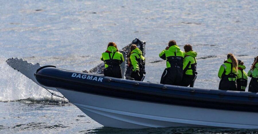 Reykjavik: Whale Watching Tour by RIB Boat - The RIB ride: speed, suspension seating, and practical safety