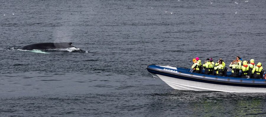 Reykjavik: Whale Watching Tour by RIB Boat - The Whales of Iceland Museum ticket in Grandi harbor