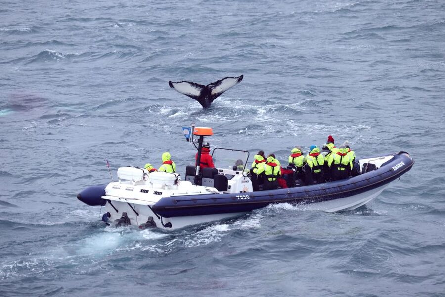 Reykjavik: Whale Watching Tour by RIB Boat - Price and value: is $194 worth it?