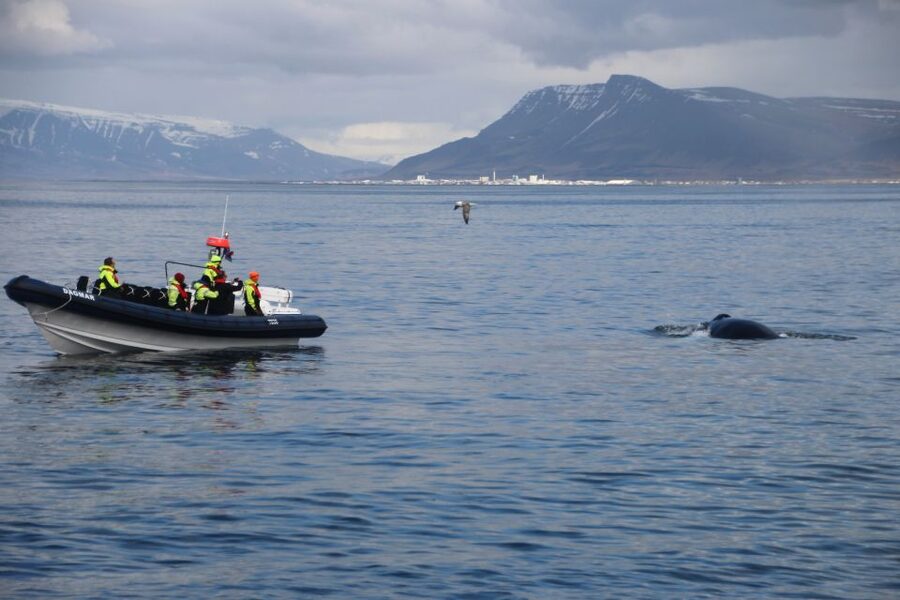 Reykjavik: Whale Watching Tour by RIB Boat - Who should book this RIB whale watching tour