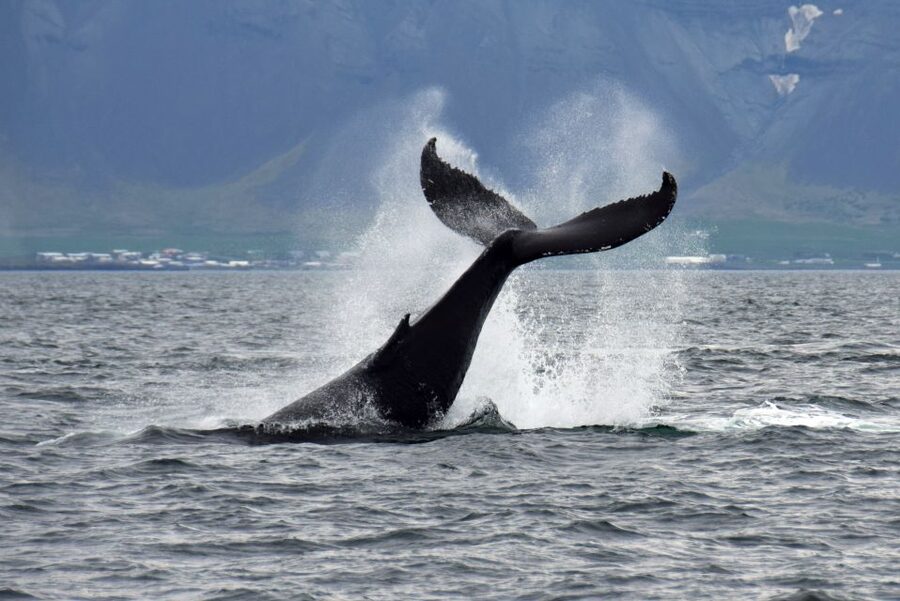Reykjavik: Whale Watching Tour, Whales of Iceland Exhibition - Who this tour is perfect for, and who might want alternatives