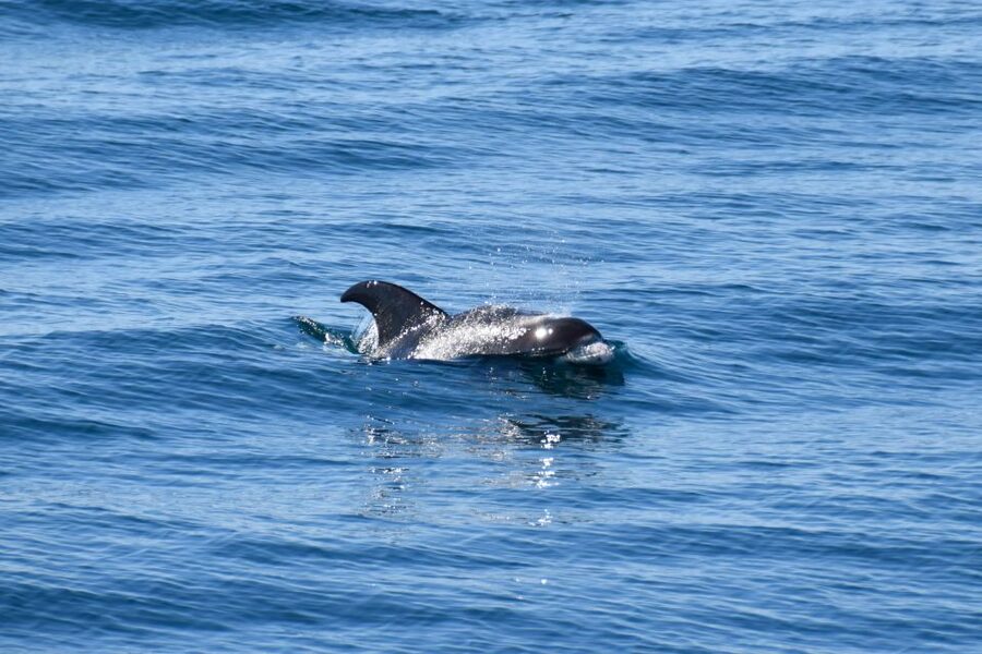 Reykjavik: Whale Watching Tour, Whales of Iceland Exhibition - Audio guides and live guidance: language options that matter