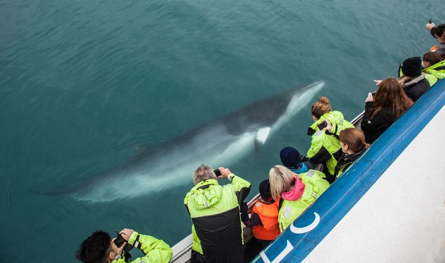 Reykjavik: Whale Watching Tour, Whales of Iceland Exhibition - Price and value: is $123 worth it?