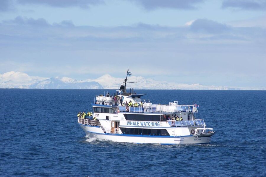 Reykjavik: Whale Watching Tour, Whales of Iceland Exhibition - When to go for the best odds, and how the tour protects you
