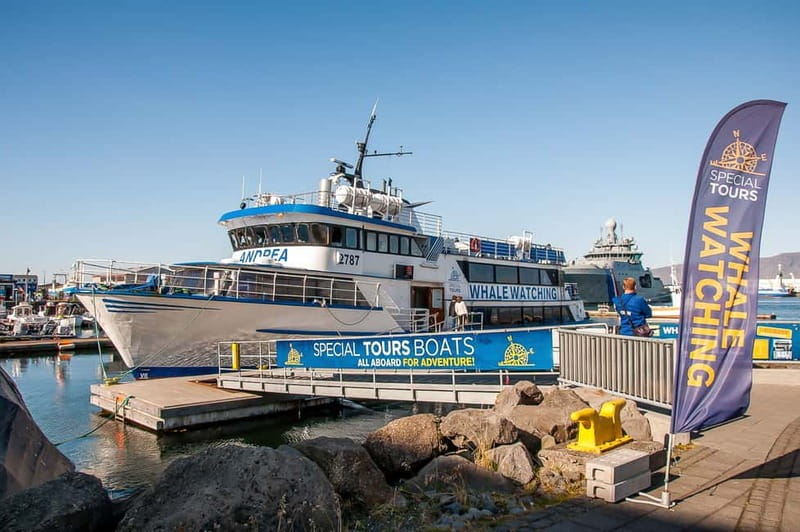 Reykjavik: Whale Watching Tour with Expert Guide - Key Things You’ll Notice on This Whale Watching Trip