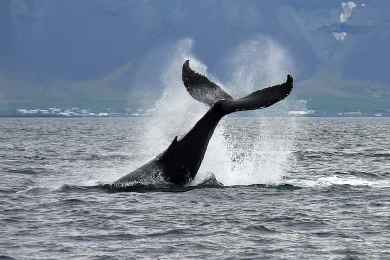 Reykjavik: Whale Watching Tour with Expert Guide - Faxafloi Bay on Andrea, Reykjaviks Big Whale-Spotting Ship