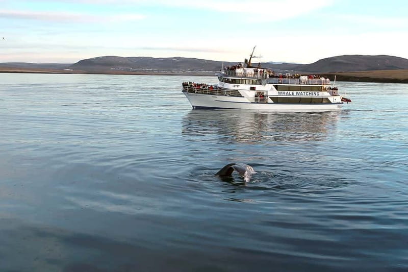 Reykjavik: Whale Watching Tour with Expert Guide - Getting There: The Old Harbour Meeting Point with Blue Flags