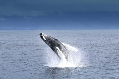 Whale Watching Tour with Expert Guide