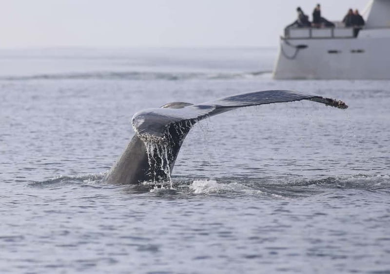 Reykjavik: Whale Watching Tour with Expert Guide - What You Might See in Faxafloi Bay, and How Guides Help You Find It