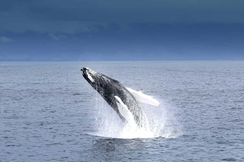 Reykjavik: Whale Watching Tour with Expert Guide - Classic vs Express: Choosing the Right Departure for Your Day