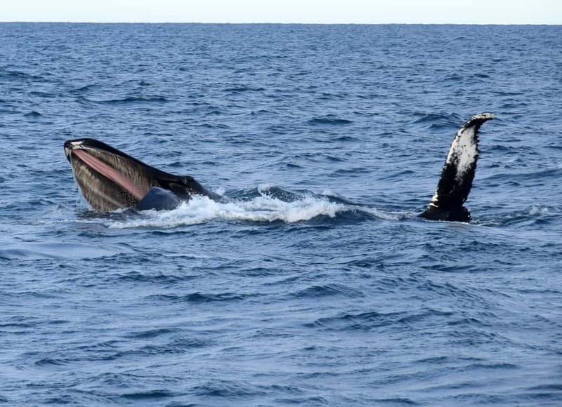 Reykjavik: Whales and Puffins Express Cruise Combo Tour - Should you book the Reykjavik Whales and Puffins Express combo?