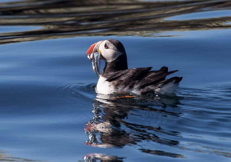 Reykjavik: Whales and Puffins Express Cruise Combo Tour - Two wildlife trips in 4 hours, without the big logistics headache
