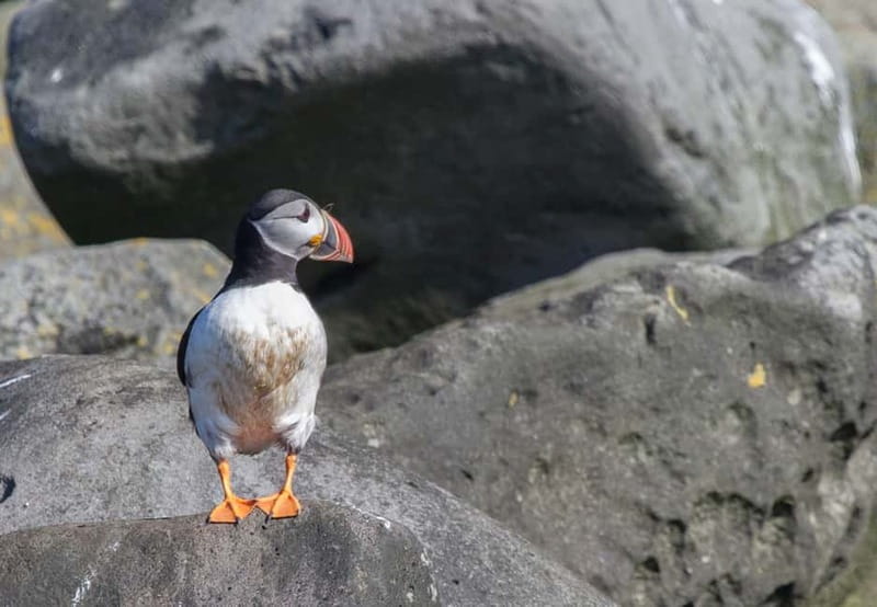 Reykjavik: Whales and Puffins Express Cruise Combo Tour - Whale watching in Faxaflói Bay: Andrea boats, species you can actually name, and a free retry