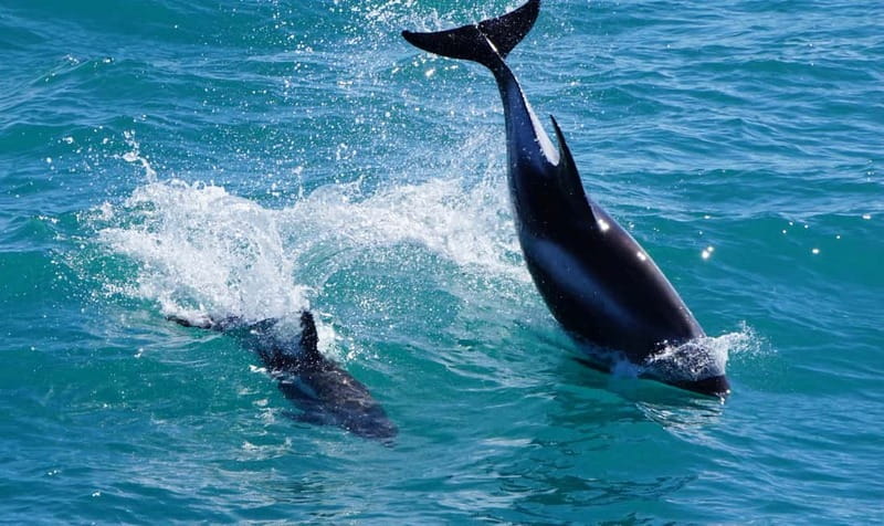 Reykjavik: Whales and Puffins Express Cruise Combo Tour - Choosing classic versus express whale watching: more speed, same whale-time