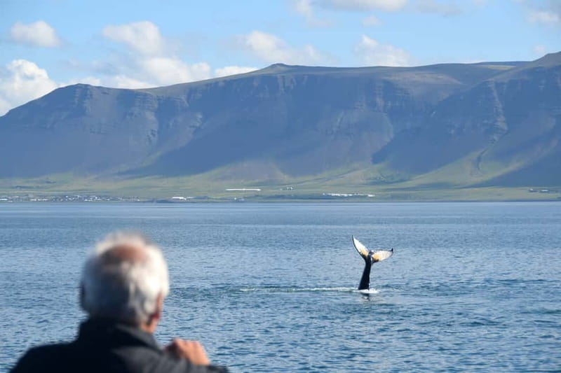 Reykjavik: Whales and Puffins Express Cruise Combo Tour - How the departure times change your order: 9:00, 10:00, or 12:30
