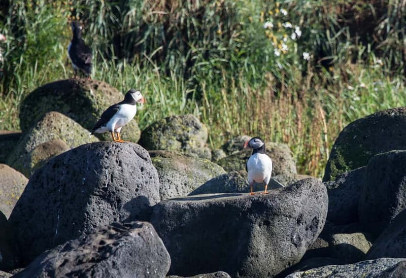 Reykjavik: Whales and Puffins Express Cruise Combo Tour - What to wear for real-world Iceland wind and spray