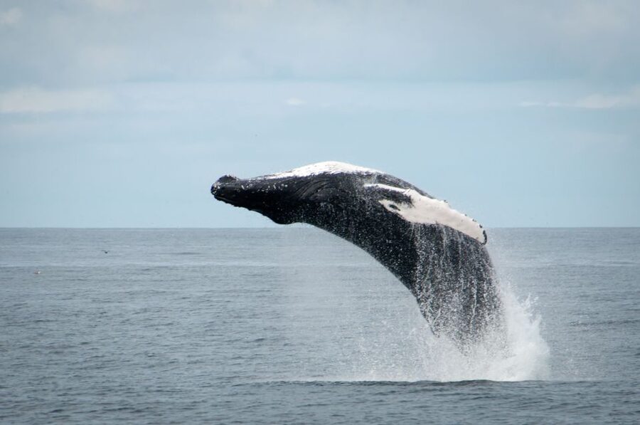 Reykjavik: Whales and Puffins Express Cruise Combo Tour - The comfort, gear, and guide part that you pay for (and actually use)