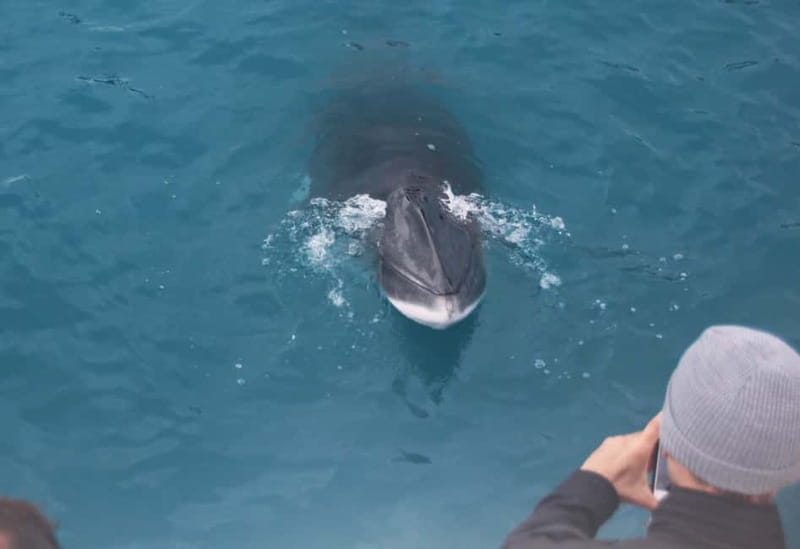 Reykjavik: Whales and Puffins Express Cruise Combo Tour - Who should book this combo, and who should think twice