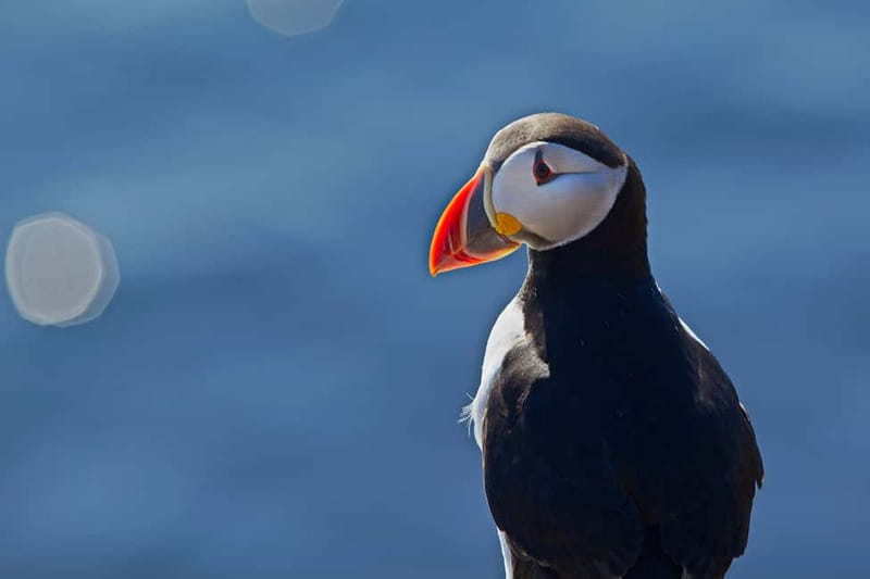 Reykjavik: Whales and Puffins Express Cruise Combo Tour - Puffin Express from Old Harbor: Skúlaskeið and the close-up factor