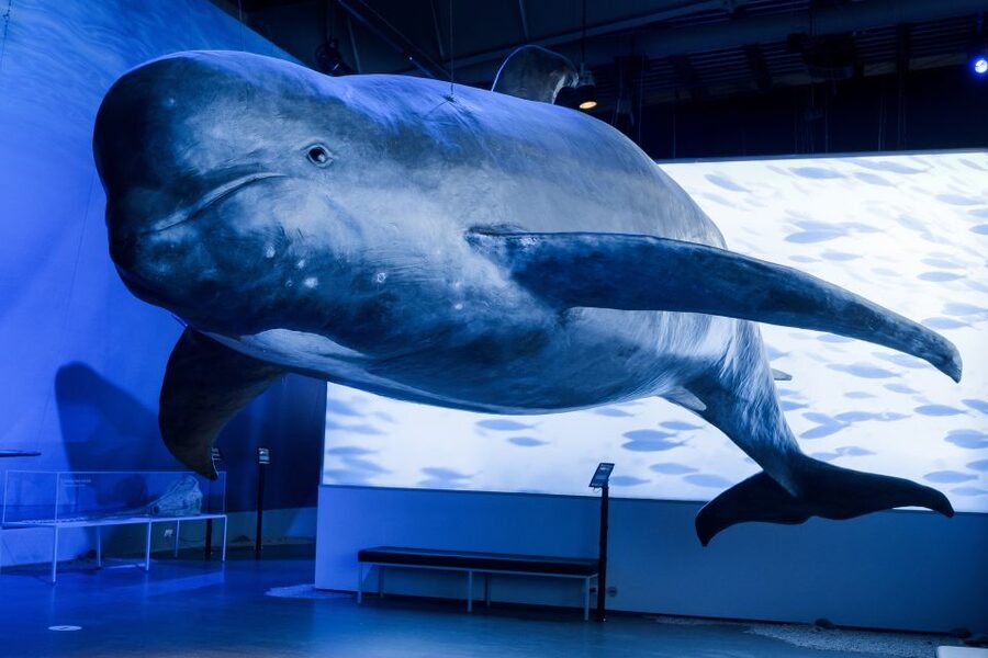 Reykjavik: Whales of Iceland Museum Entrance Ticket - Key Highlights Worth Your Time